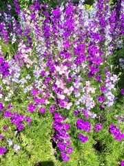 Naklejka premium Lush garden flowerbed with colorful delphinium blooming in summer