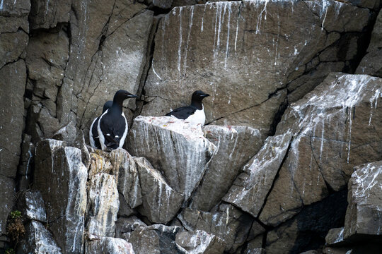 Thick-billed murres (Uria lomvia) on a rock covered in guano, on a cliff in Diabasodden, Svalbard, Norway