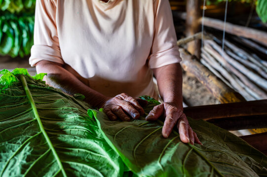 Cuban farmer hands processing tobacco leaves in Vi&ntilde;ales valley, Cuba