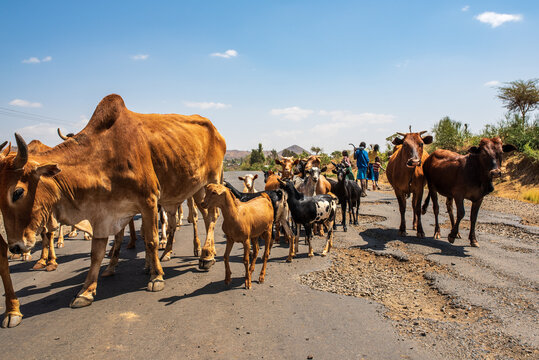 Mixed herd of zebu cattle and goats on Ethiopian road