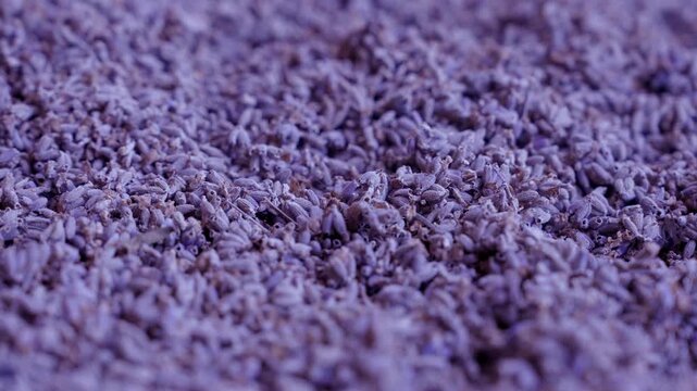Lavandula Essential Oils Industry. Essential oils require distillation of lavender buds after harvest