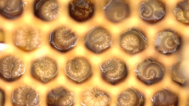 Beekeeping Honeycomb With Bee Brood Larvae Pupae Cells