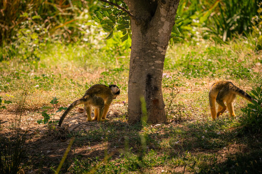 Deux singes au sol pr&egrave;s d'un arbre en r&eacute;serve de Sigean