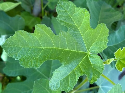 Fresh green fig leaf with clear veins on a blurred natural background