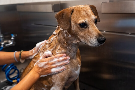 Horizontal photo of a dog being washed in a grooming facility while a groomer gently scrubs its neck with soapy hands