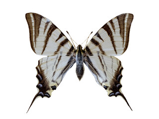 Obraz premium Scarce swallowtail butterfly isolated on a white background.
