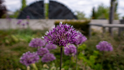 Obraz premium Close-up of purple flowering plants in garden, serene outdoor space