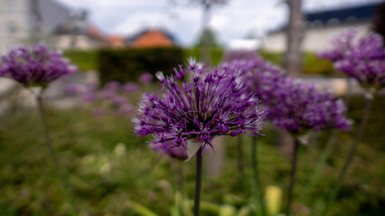 Fototapeta premium Vibrant purple allium flowers in natural garden setting