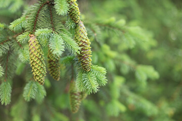 Spruce tree cones on blurred forest background. Beautiful coniferous close up in wild nature. Fresh evergreen design with copy space for commercial ecology or lifestyle use. © Mariia