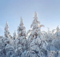 Naklejka premium Winter landscape in fir forest, Snow covered pine trees in winter