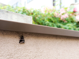 Noctuelle à bandes noires (Dysgonia algira) posée sur un mur urbain avec végétation floue en arrière-plan © Colombe Delons