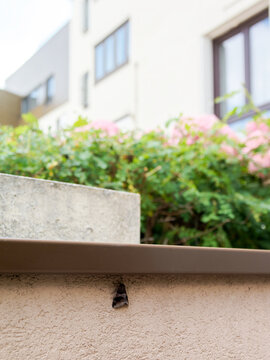 Noctuelle &agrave; bandes noires (Dysgonia algira) pos&eacute;e sur un mur urbain avec v&eacute;g&eacute;tation floue en arri&egrave;re-plan