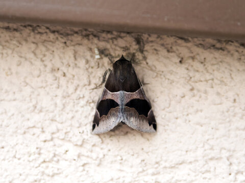 Noctuelle &agrave; bandes noires (Dysgonia algira) pos&eacute;e sur un mur cr&eacute;pi &ndash; papillon de nuit de la famille des Erebidae