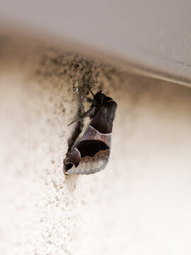 Noctuelle &agrave; bandes noires (Dysgonia algira) pos&eacute;e sur un mur cr&eacute;pi &ndash; papillon de nuit de la famille des Erebidae