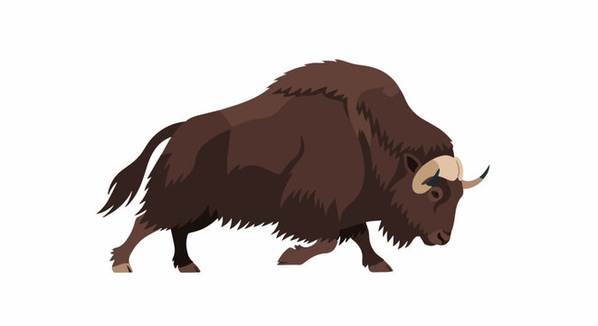 African buffalo walking in grassland wildlife scene