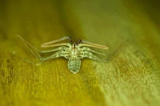 Amblypyga wylinka