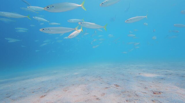school of fish swimming in ocean