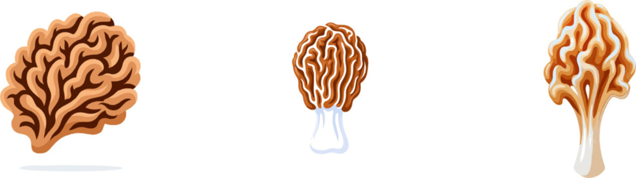 A scientific flat vector illustration of a False Morel mushroom showcases its unique brain-like folded and convoluted brown cap texture against a solid white background