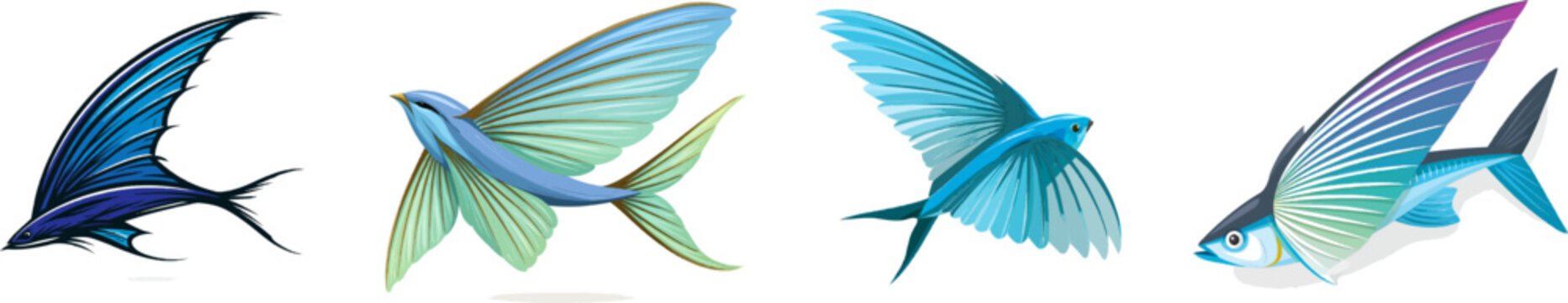 A stunning marine flat vector illustration of the large wing-like pectoral fin of a flying fish, fully spread out with clear ribbed membrane lines, isolated on a solid white background