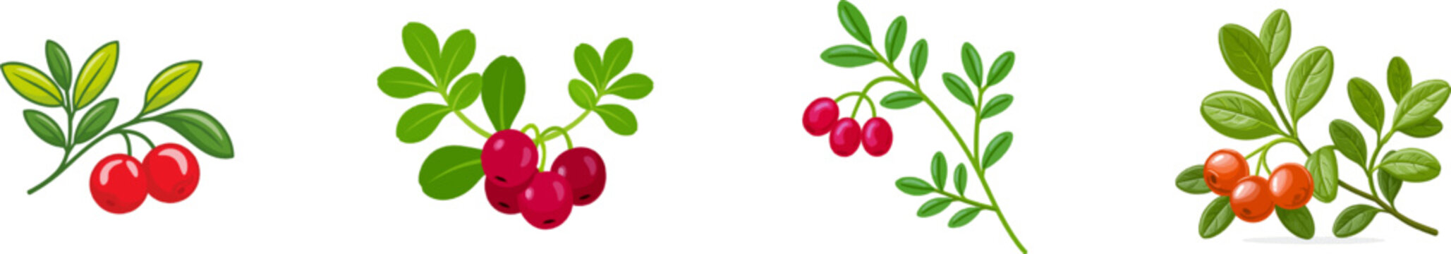 A flat vector illustration depicts a low-growing bearberry shrub with small, thick green leaves and bright red glossy berries, isolated on a solid white background