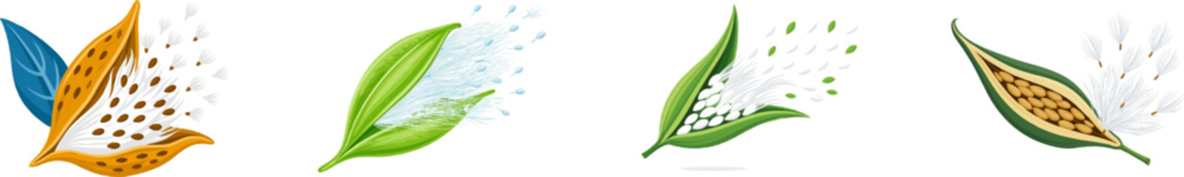 A flat vector illustration of a wild dogbane seed pod opens to release silky white seeds against a clean white background