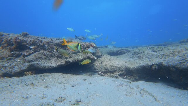 coral reef with tropical fish 
