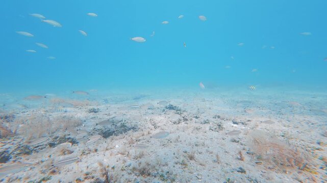coral reef with tropical fish 