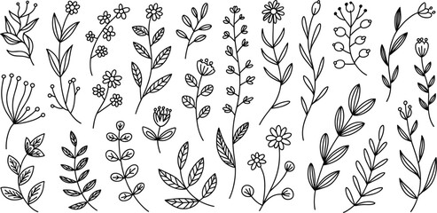 Hand Drawn Botanical Elements and Flowers floral plant © Velixar Design