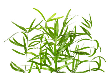 Fototapeta premium Branches with green bamboo leaves on white background