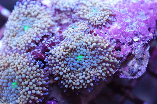 Neon Green Mouth Orange and Blue Ricordea Florida