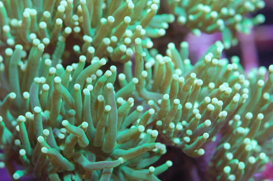 Metallic Green Torch Coral, Euphyllia glabrescens