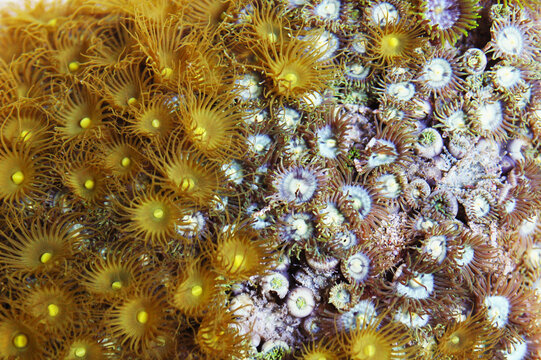 Yellow Polyps and Teal Zoanthid Rock, Parazoanthus spp. & Zoanthus spp