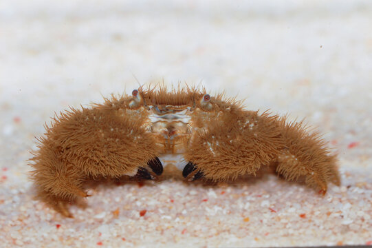 Teddy Bear Crab On The Sand, Pilumnus vespertilio