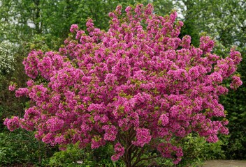 Obraz premium A large bush covered in vibrant pink cherry blossoms stands in a garden with green foliage and trees in the background, during the spring season