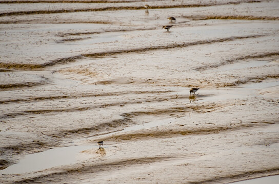 El correlimos trid&aacute;ctilo (Calidris alba) es un peque&ntilde;o p&aacute;jaro zancudo