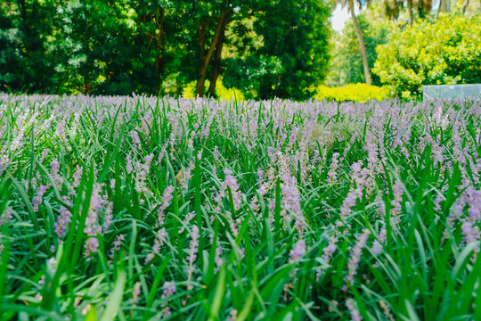 The landscape of Bok tower garden in lake wales of Florida