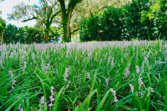 The landscape of Bok tower garden in lake wales of Florida