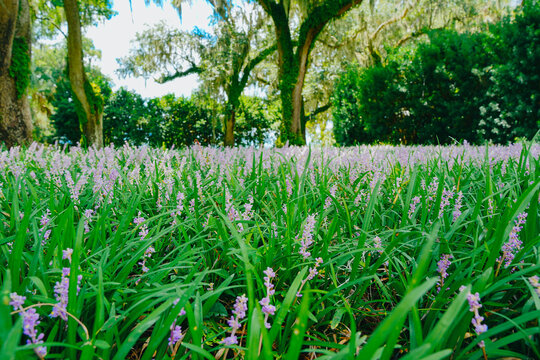 The landscape of Bok tower garden in lake wales of Florida
