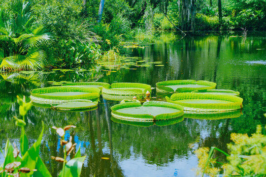 The landscape of Bok tower garden in lake wales of Florida