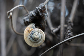 Land snail shell attached to a dried withered leaf in a dark winter thicket in Gotha, Thuringia, Germany © MD Photography