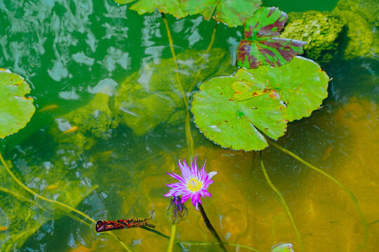 The landscape of Bok tower garden in lake wales of Florida