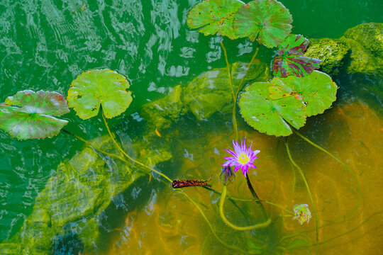 The landscape of Bok tower garden in lake wales of Florida
