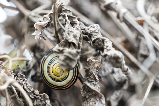 Banded snail Cepaea resting on dry shriveled leaves in winter vegetation, Gotha, Thuringia, Germany
