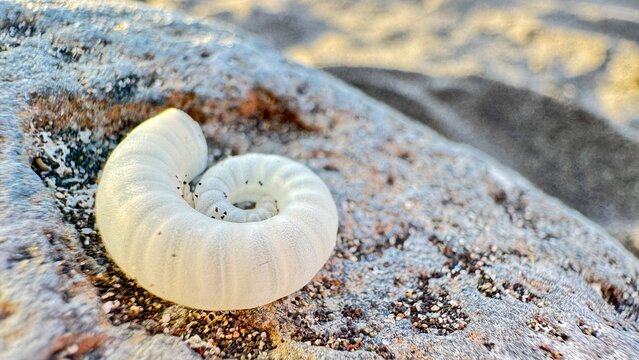 White Sea Cucumber Holothuroidea Curled On Volcanic Coastal Rock At Ocean Shore Macro Wildlife Detail