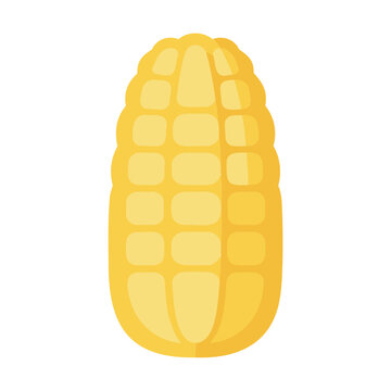 Ripe corn on the cob stands against a white background in a flat illustration style