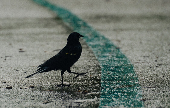 Black bird walking on wet pavement beside a turquoise line