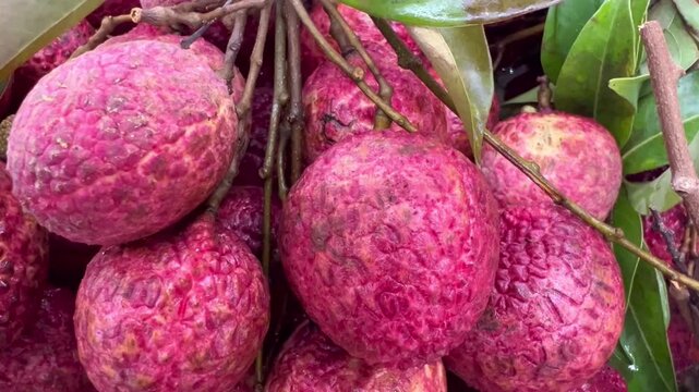  Fresh Lychee Fruits Growing on Tree Branch Close Up in Tropical Orchard