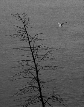 Black and white gull flying past a dead tree over Lake Ontario water at Ajax Waterfront Park