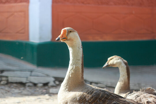 Geese walking on a sunny day near an orange wall in an outdoor setting with grass and dirt