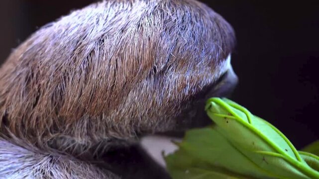 4K HDR Nature Wonders | Vivid Colors & Pure Black Test Stock Footage